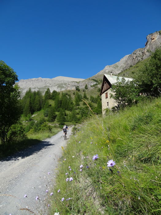 #2 Vallon de Demandols : Des petites fleurs pour donner un peu de gaieté. Vallon de Demandols : Des petites fleurs pour donner un peu de gaieté.