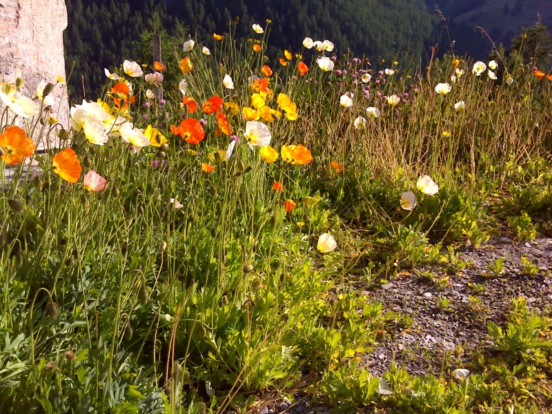 #1 St Véran : Parcours fleuri... St Véran : Parcours fleuri...