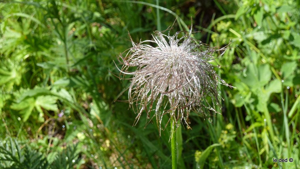 Fleur : Le givre a remplacé la rosée