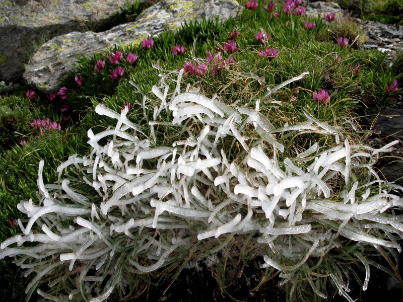 ice & flower : subtile contraste