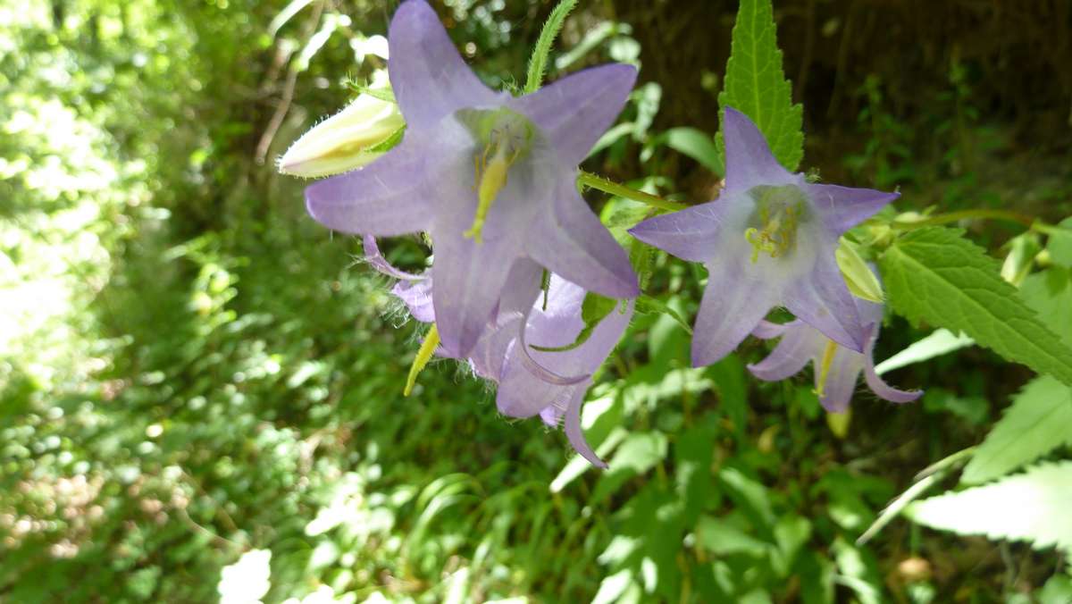 Campanules : dans la montée de Belle Chambre