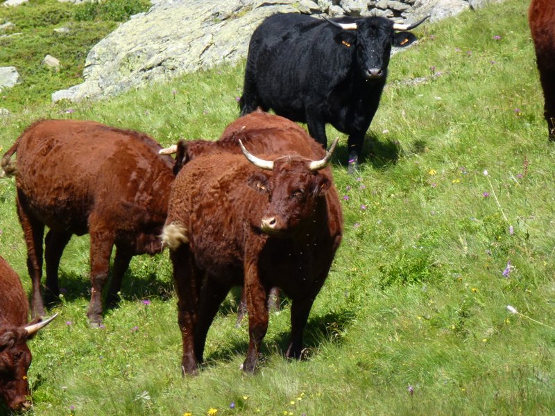 #10 Vache étrangère : Salers probablement Vache étrangère : Salers probablement