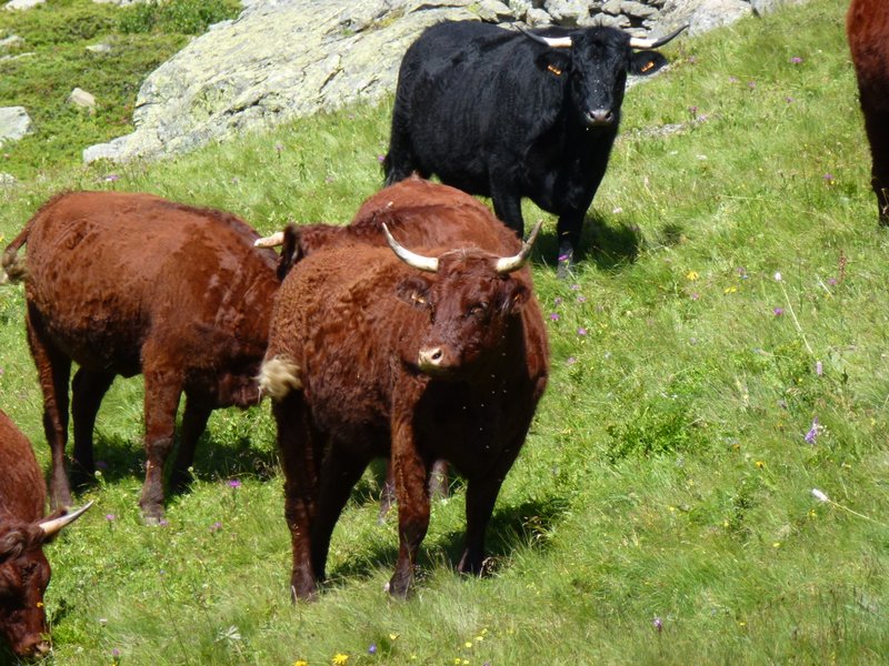 Vache étrangère : Salers probablement