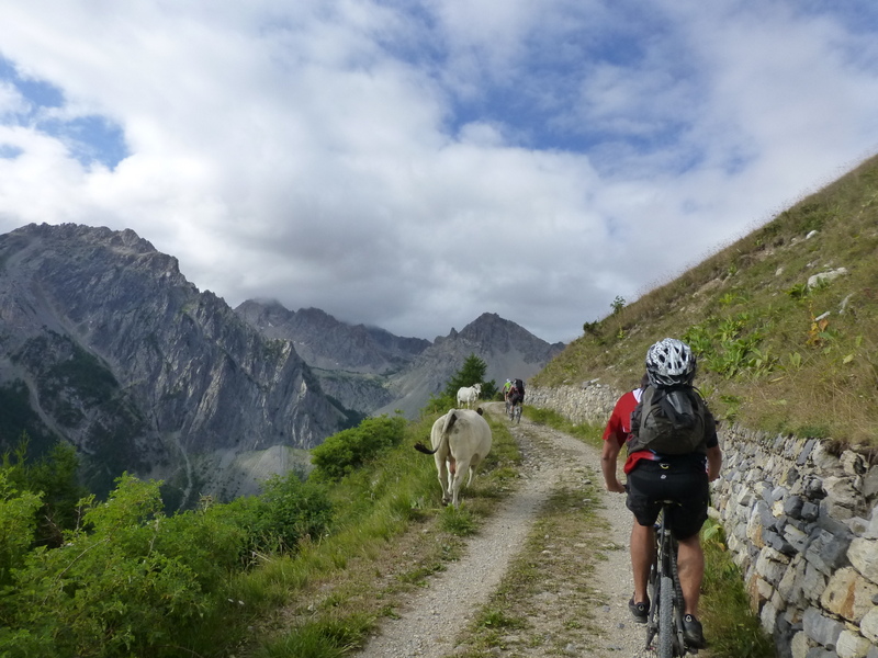 Montée à Ciarbonet : Accompagné de vaches paisibles, d'un taureau et de nombreux torrilons