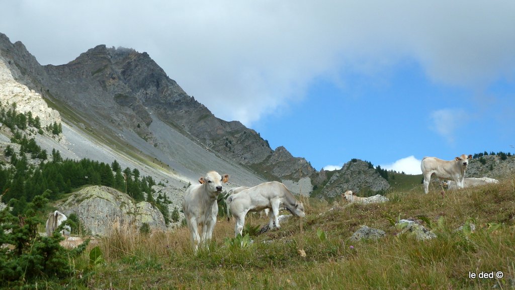 montée au colle Ciarbonet : neurserie de torillons aux granges Rosano