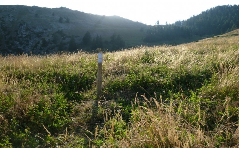 alpage à proximité des ruines : sentier masqué par les herbes hautes.