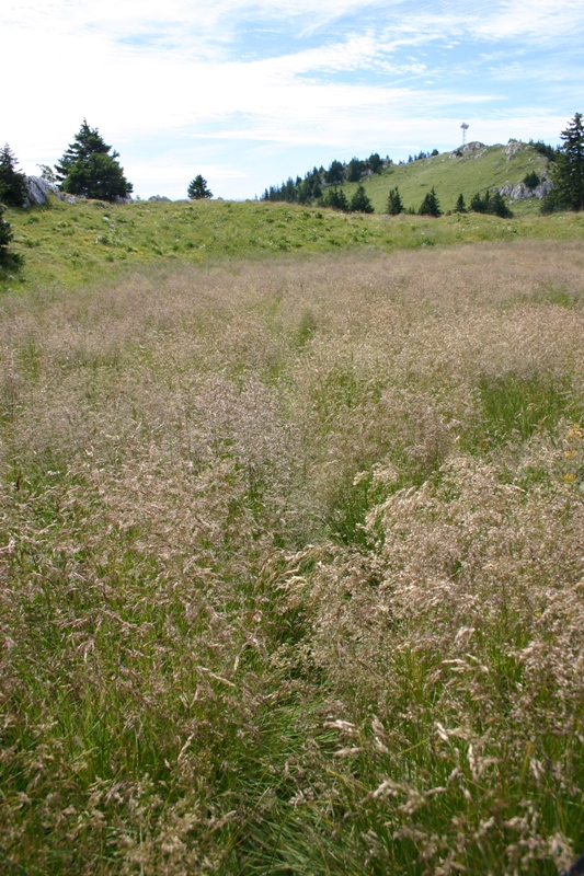 #6 Sentier1 : Le sentier est bien là ! Sentier1 : Le sentier est bien là !