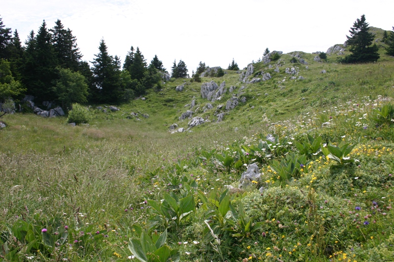 Fleur : La montée se termine