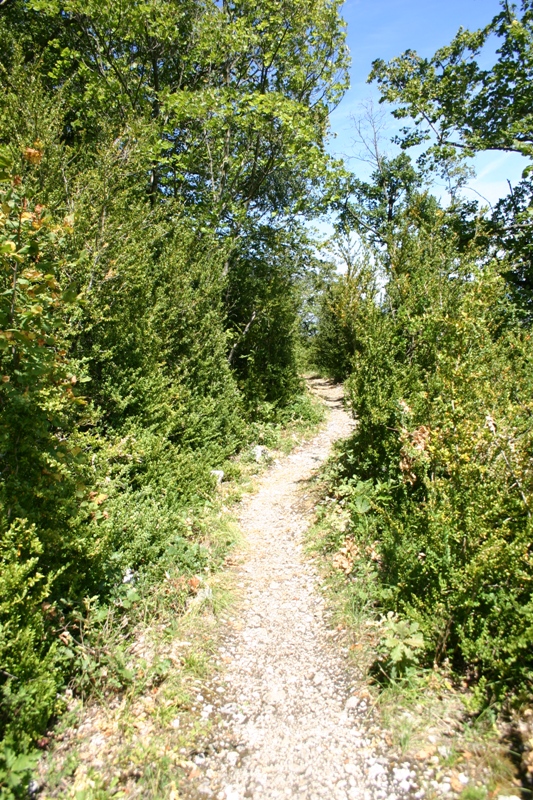 #16 Sentier3 : Le même sentier parmis le buis Sentier3 : Le même sentier parmis le buis
