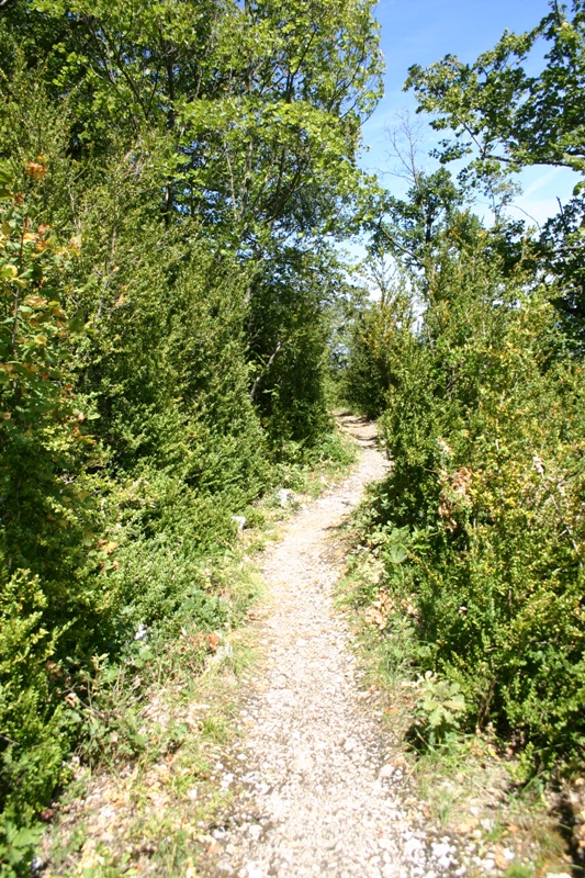 Sentier3 : Le même sentier parmis le buis