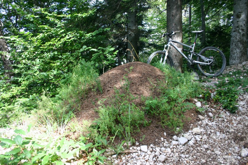 Fourmis : La fourmis Jurassienne n'est pas fainéante