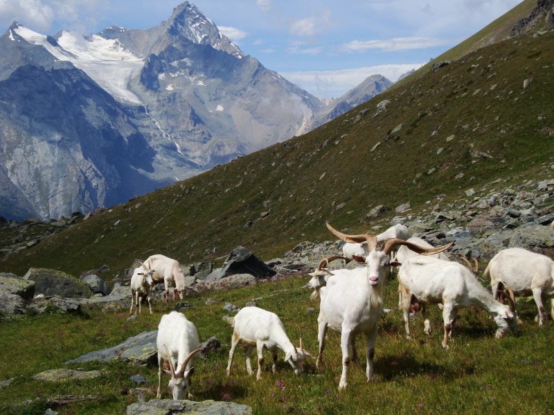 #7 col Garin : les biquettes locales col Garin : les biquettes locales