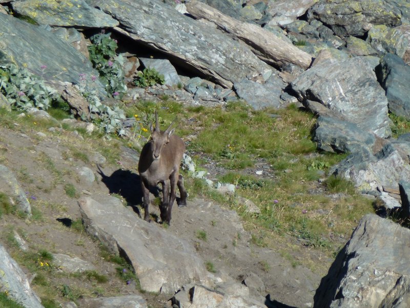 Col Bouchet : Bouquetin au bivouac Soardi