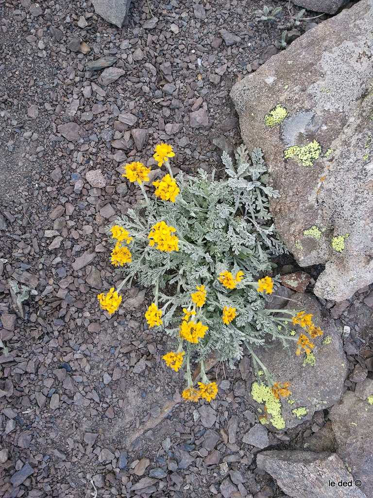 Artemisia glacialis : Et non, ce n'est pas de la bonne :)