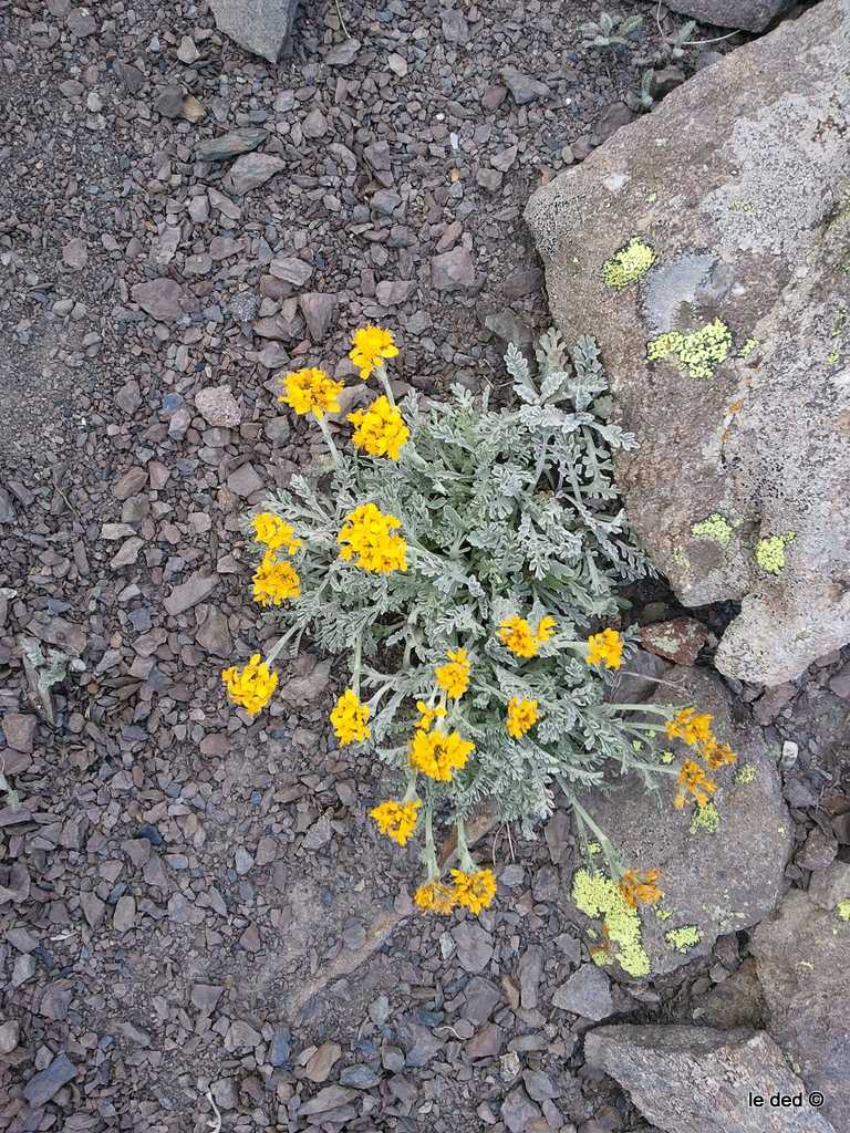 #20 Artemisia glacialis : Et non, ce n Artemisia glacialis : Et non, ce n'est pas de la bonne :)