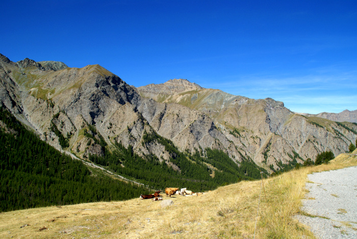 Montée tranquille : avec les vaches queyrassiennes