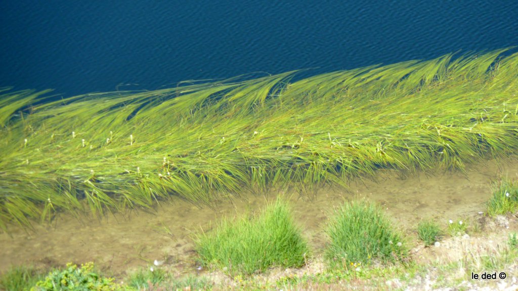 lac de la Vélière : Contraste bleu/vert des herbes faisant office de cils protecteurs