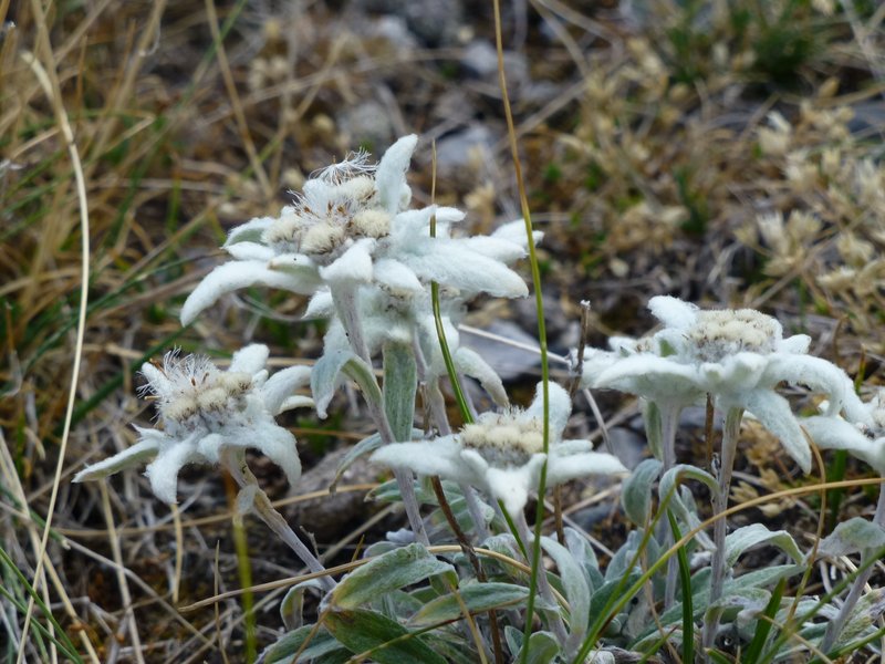 #13 Edelweiss Edelweiss