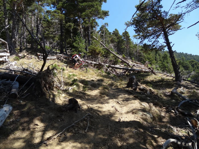 #11 Début de la forêt : On se régale. Début de la forêt : On se régale.