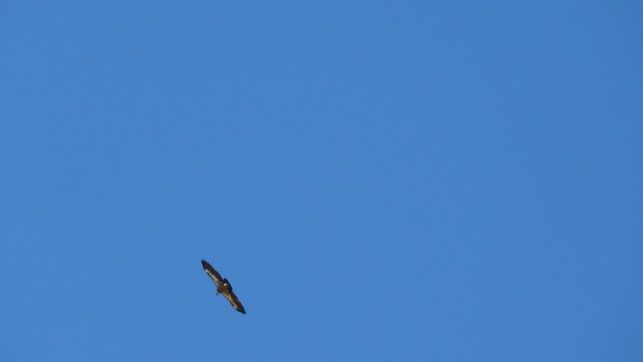 #16 Vautour fauve : Des rapaces volent au-dessus de notre montée Vautour fauve : Des rapaces volent au-dessus de notre montée