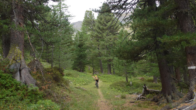Col de Pelouse : Beau single dans la forêt de Montonaz