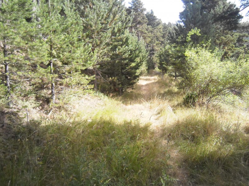 Le sentier juste après Teixouè : L'ancienne piste disparait dans la végétation