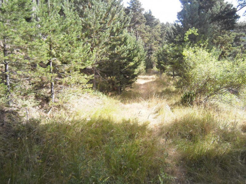 #11 Le sentier juste après Teixouè : L Le sentier juste après Teixouè : L'ancienne piste disparait dans la végétation