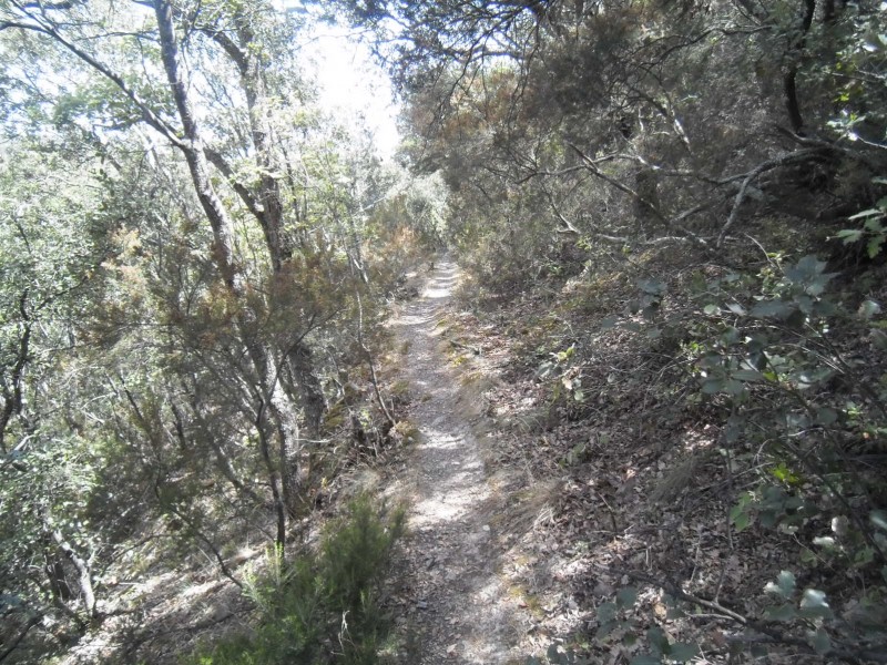 Sentier final : Pour se finir un sentier plus calme sous les chênes verts.
