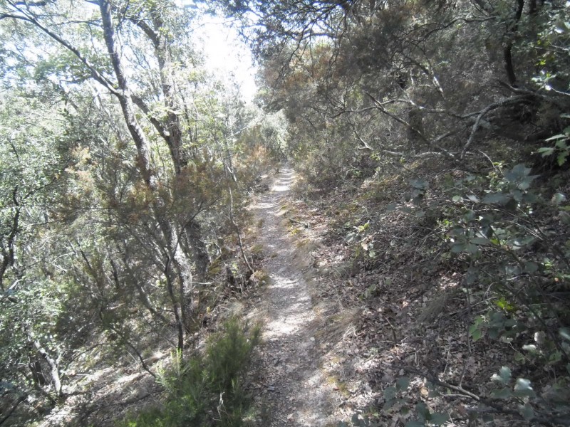 #23 Sentier final : Pour se finir un sentier plus calme sous les chênes verts. Sentier final : Pour se finir un sentier plus calme sous les chênes verts.