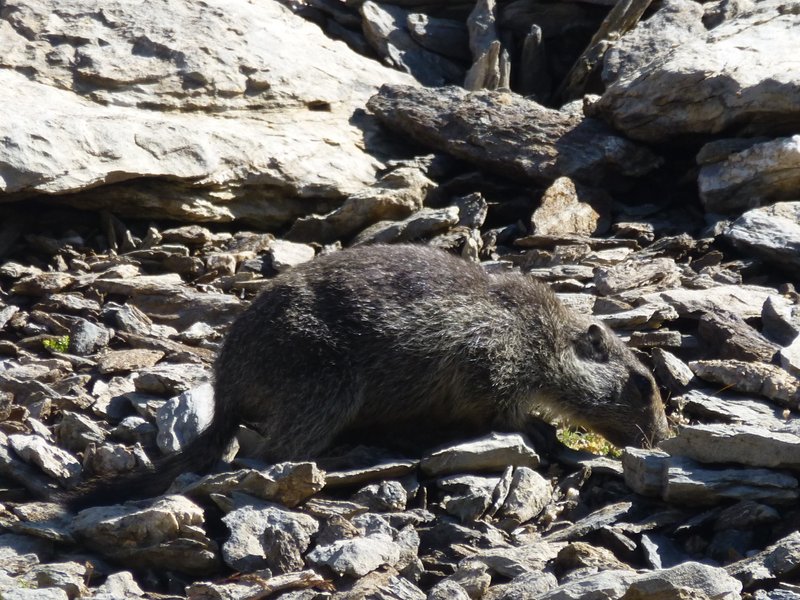 Marmotton : Jeune marmotton au bord du sentier