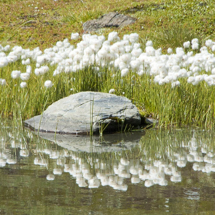 Lac du Retour : Linaigrettes