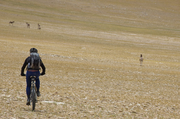 #50 Rupshu : 5ème étape : Course avec les kyangs !! Rupshu : 5ème étape : Course avec les kyangs !!