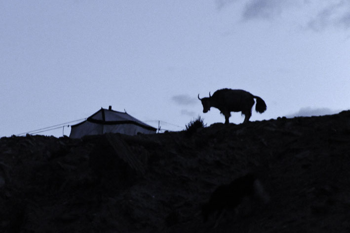 Rupshu : 5ème étape : Rajun Karu, retour des troupeaux