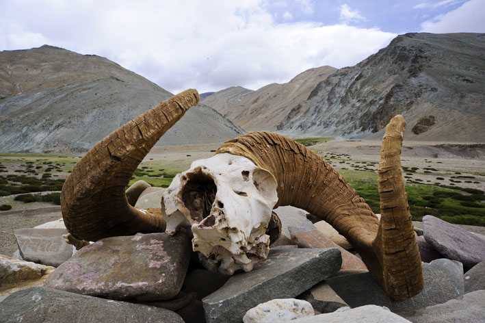 Rupshu : 1ère étape : Cairn avec tête de mouflon de Marco Polo, vallée de la Kyamri Togpo