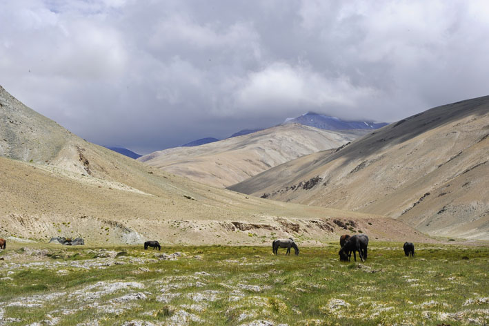 Rupshu : 1ère étape : Zones de pâturage sablonneux, Vallée de la Kyamri Togpo