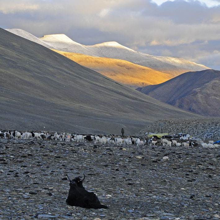 Rupshu : 6ème étape : Petit matin à Rajun Karu,