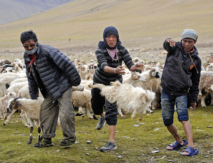 Rupshu : 5ème étape : Nomades de Rajun Karu - Tous au bain !!