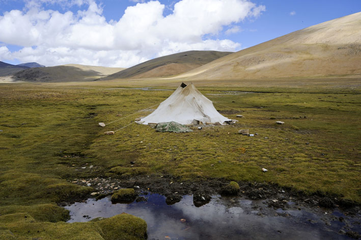 Rupshu : Tente nomade entre Kyamayuri et Kostse La