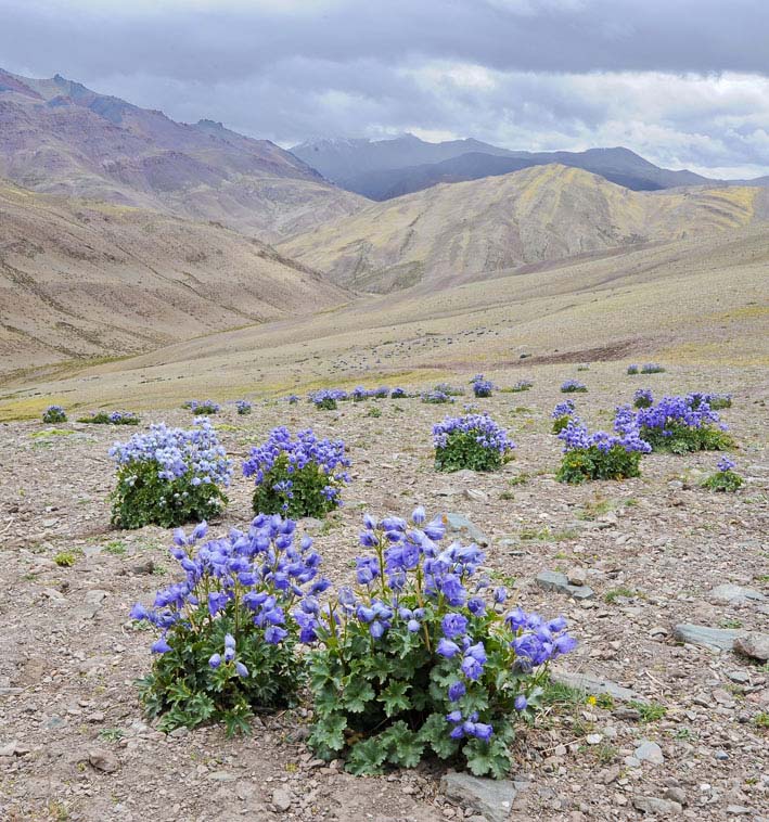 Rupshu : Delphinium cashmerianum