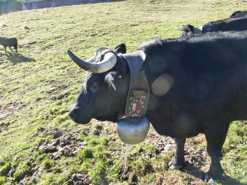 Bovine : Pas de Valais sans vache d'Hérens