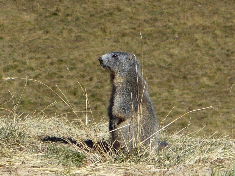 Pause Animalière : Marmotton surveillant la réparation de ma crevaison