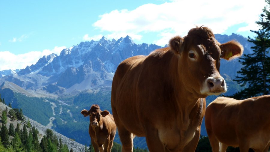 Faune locale : et plutôt pas farouche et docile