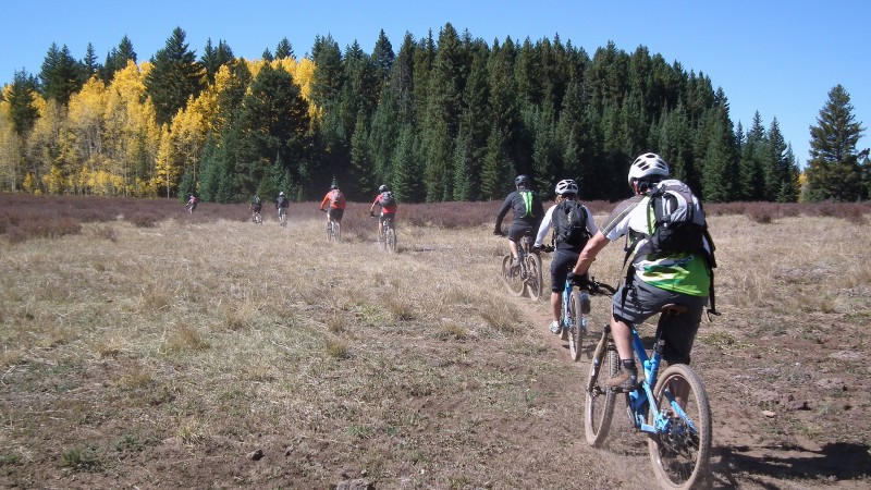 En file indienne... : ...vers la forêt d'aspen