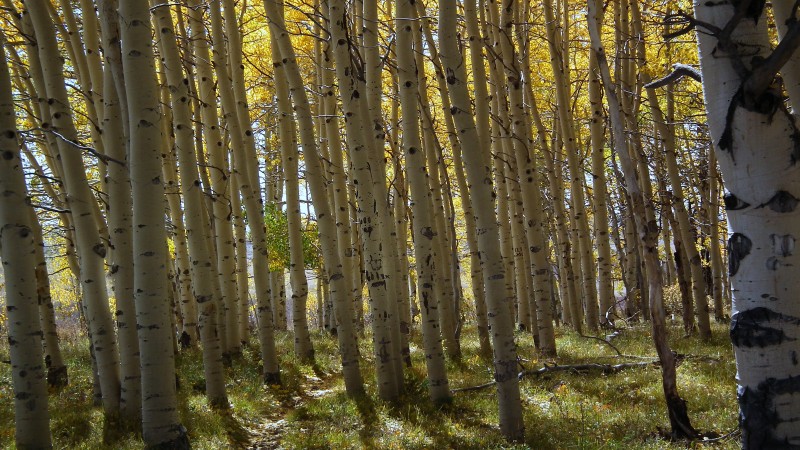 #3 Forêt d Forêt d'aspen : le monotrace zigzague dans cette belle forêt