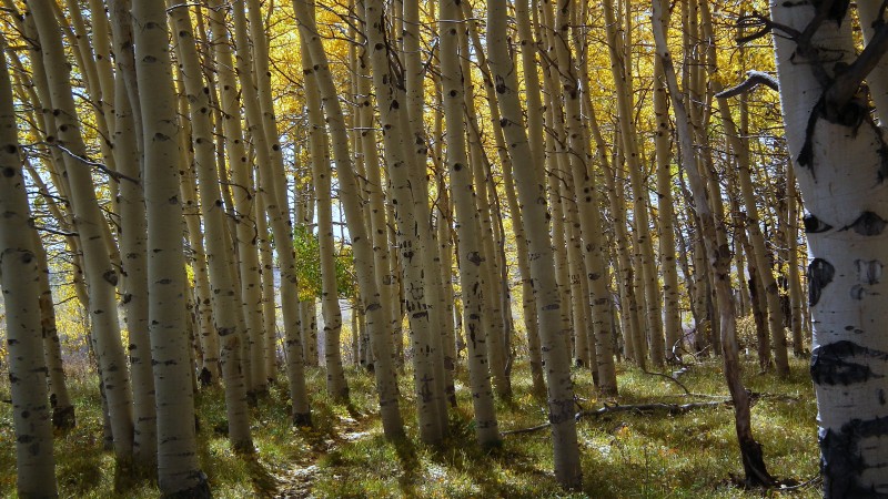 Forêt d'aspen : le monotrace zigzague dans cette belle forêt