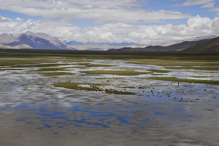#11 Tso Moriri : 9ème étape : La grande zone marécageuse après la source de Chumig Shiallile Tso Moriri : 9ème étape : La grande zone marécageuse après la source de Chumig Shiallile