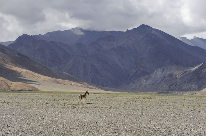 Tso Moriri : 9ème étape : Kyang dans la grande plaine séparant les bassins de la Phirtse et de la Parang Chu