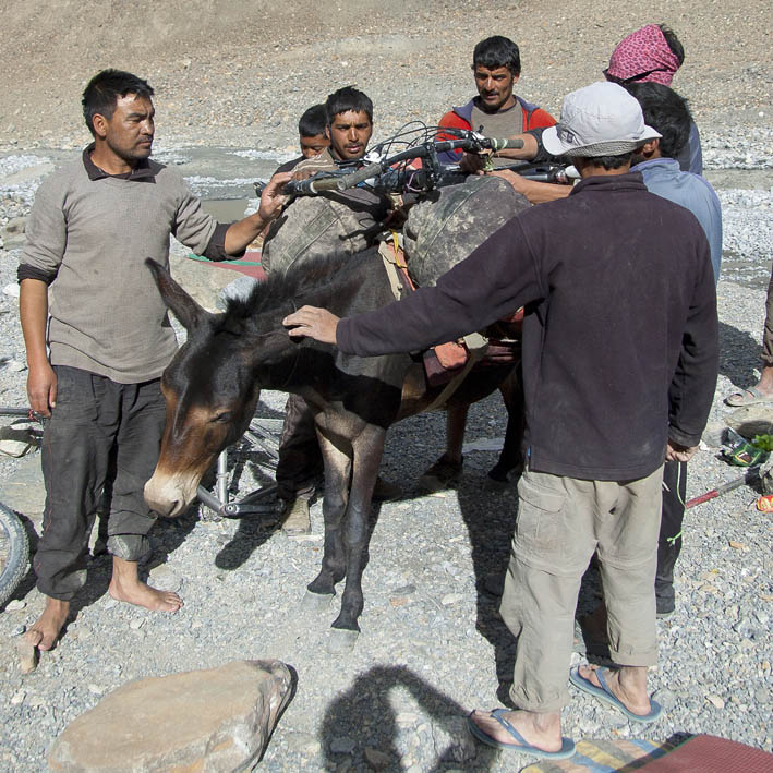 #31 Parang La : 11ème étape : Camp de base du Parang La, grosse discussion dans l Parang La : 11ème étape : Camp de base du Parang La, grosse discussion dans l'équipe sur la meilleure façon de fixer les VTT sur le dos des mules.