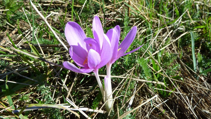 Flore locale : Commençons la journée avec un peu de poésie! Au bout de 4 jours, notre esprit s'allège