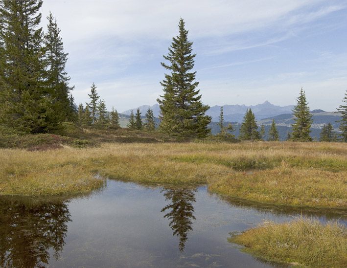 Roche Plane : Les tourbières vers le lac Couvert